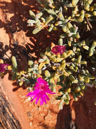Enarganthe octonaria, photographed by leandra-k_89