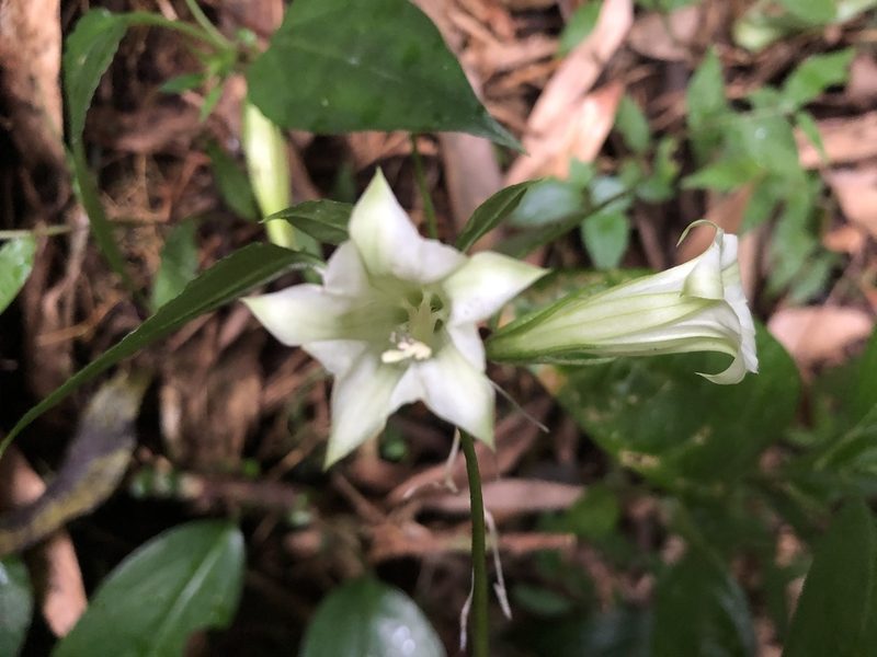 Tripterospermum taiwanense, photographed by 黃美滿