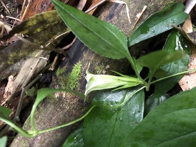 Tripterospermum taiwanense, photographed by 黃美滿
