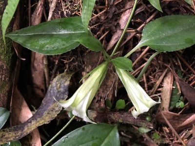 Tripterospermum taiwanense, photographed by 黃美滿