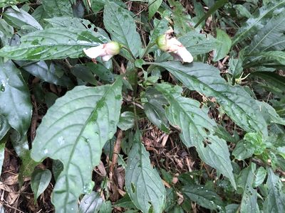 Hemiboea bicornuta, photographed by 黃美滿