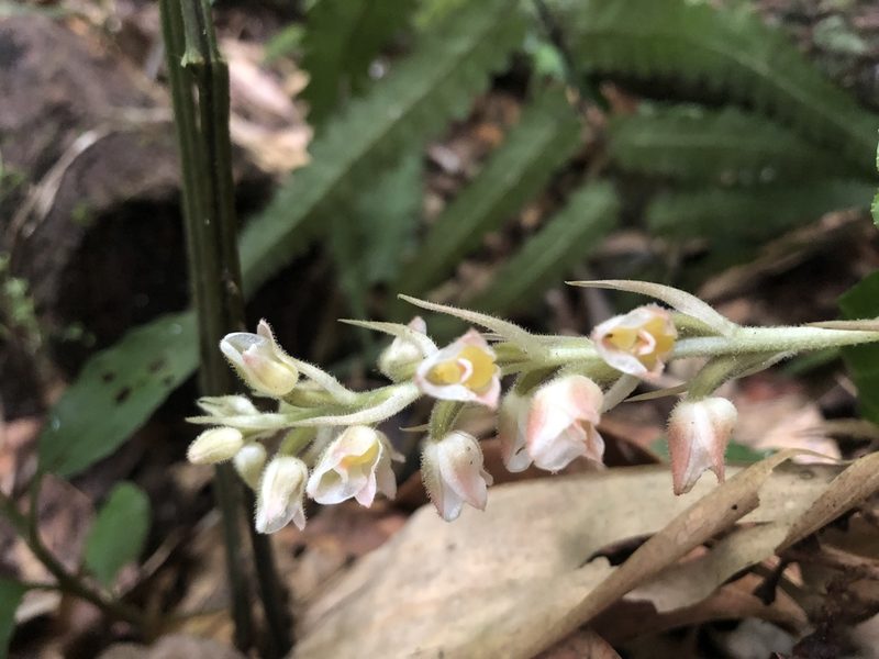 Goodyera foliosa, photographed by 黃美滿