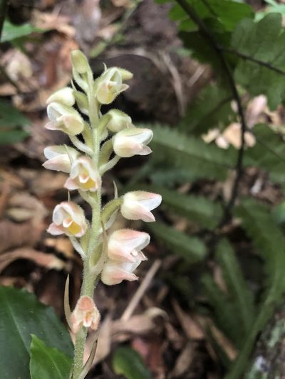 Goodyera foliosa, photographed by 黃美滿