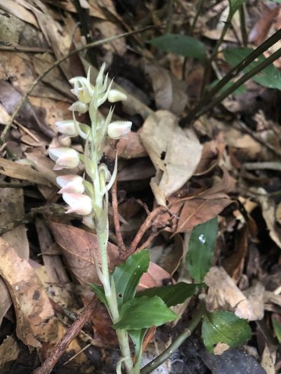 Goodyera foliosa, photographed by 黃美滿