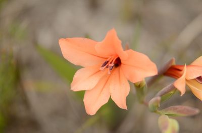 Gladiolus miniatus, photographed by Charleen Brunke