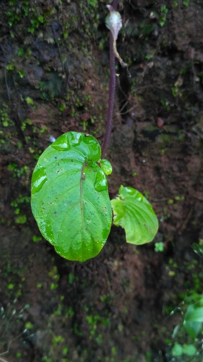 Rhynchoglossum notonianum, photographed by S.MORE