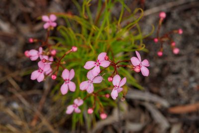 Stylidium scandens, photographed by Cal Wood