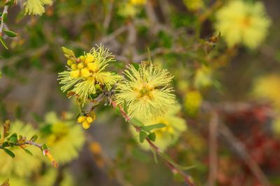 Melaleuca thymoides, photographed by Cal Wood