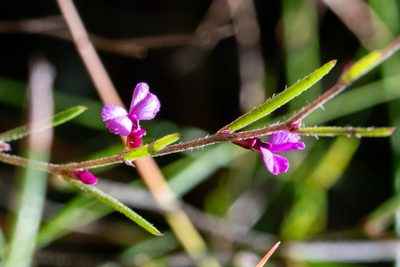 Muraltia minuta, photographed by magriet b