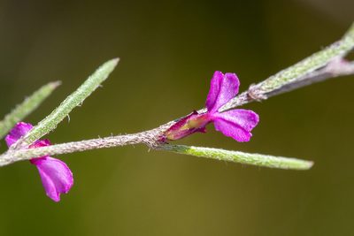 Muraltia minuta, photographed by magriet b