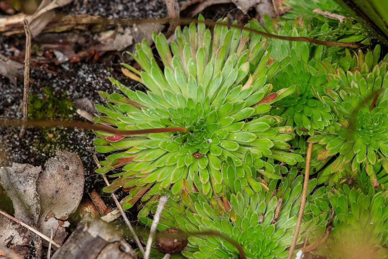 Stylidium piliferum, photographed by Cal Wood