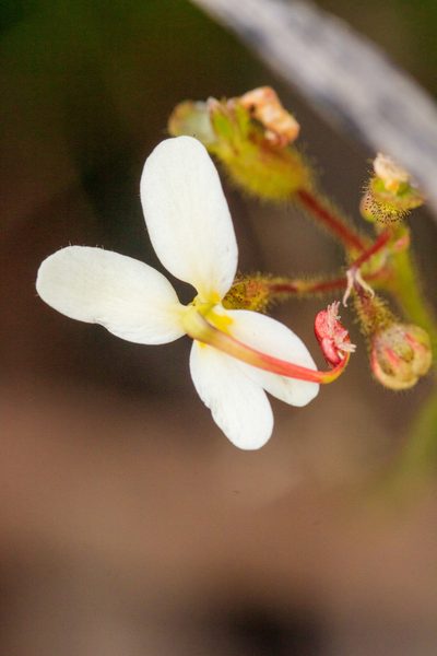 Stylidium piliferum, photographed by Cal Wood