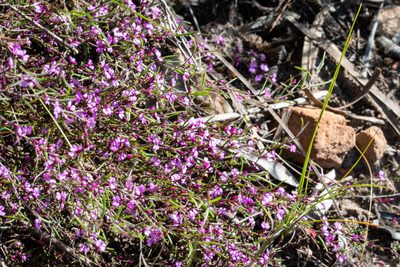 Muraltia minuta, photographed by magriet b