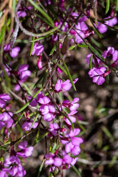 Muraltia minuta, photographed by magriet b