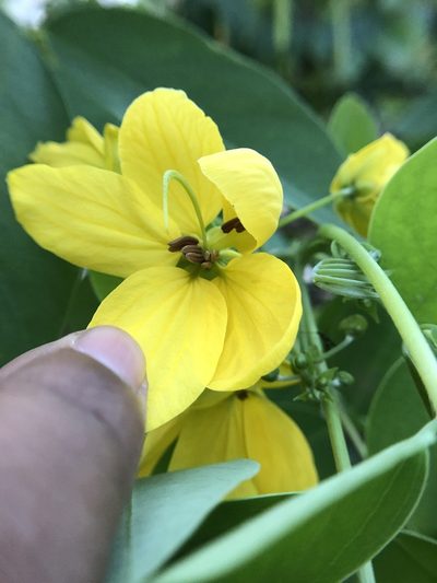 Senna sulfurea, photographed by Swarochi Tathagath