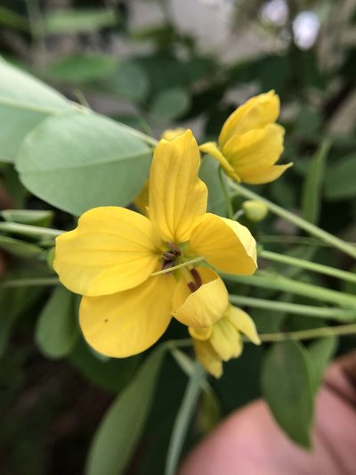 Senna sulfurea, photographed by Swarochi Tathagath