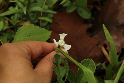 Cipura paludosa, photographed by Andrés Ramírez-Barrera