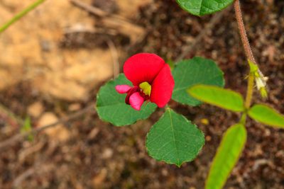 Kennedia carinata, photographed by Cal Wood