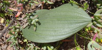 Eriospermum exile, photographed by Nicola van Berkel