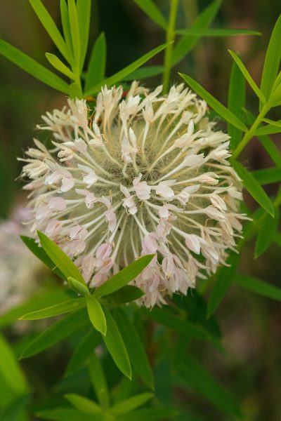 Pimelea spectabilis, photographed by Cal Wood