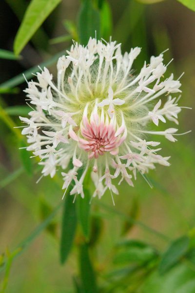 Pimelea spectabilis, photographed by Cal Wood