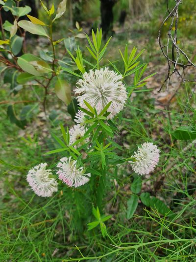 Pimelea spectabilis, photographed by Cal Wood