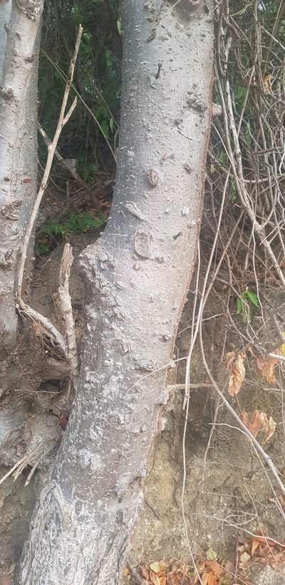 Amphipterygium simplicifolium, photographed by Eugenio Padilla