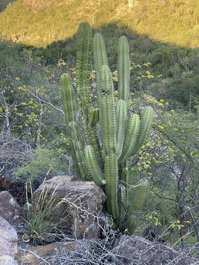 Stenocereus pruinosus, photographed by Jim Riley