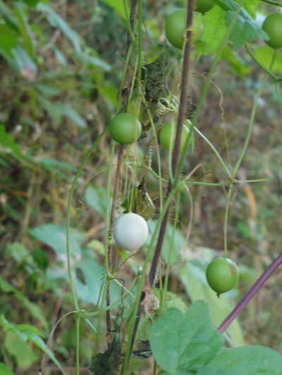 Zehneria japonica, photographed by WATANABE Hitoshi 渡辺仁