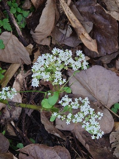 Patrinia villosa, photographed by WATANABE Hitoshi 渡辺仁