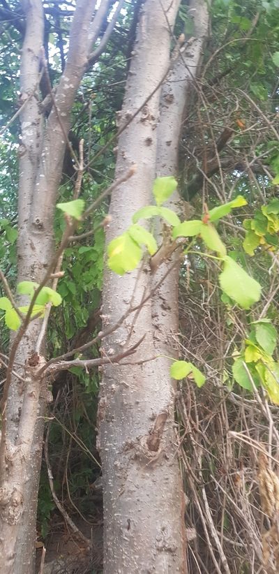 Amphipterygium simplicifolium, photographed by Eugenio Padilla