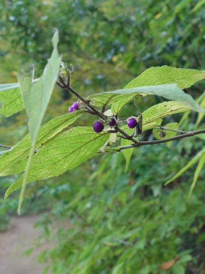 Callicarpa mollis, photographed by WATANABE Hitoshi 渡辺仁