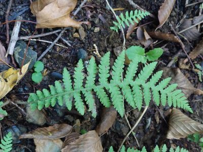 Phegopteris decursive-pinnata, photographed by WATANABE Hitoshi 渡辺仁