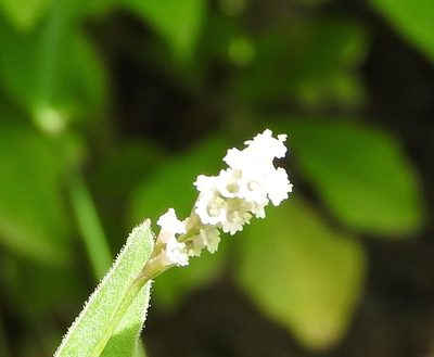Boerhavia coulteri, photographed by Francisco Farriols Sarabia