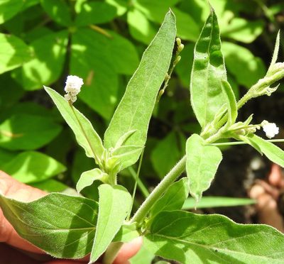 Boerhavia coulteri, photographed by Francisco Farriols Sarabia