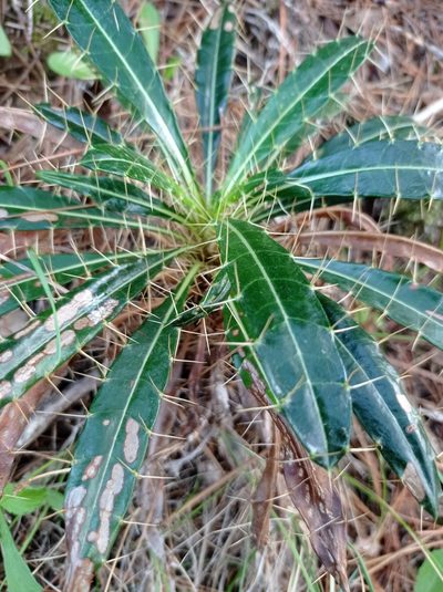 Ptilostemon casabonae, photographed by Andrea Adelfio