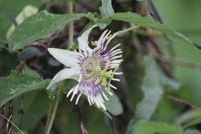 Passiflora bryonioides, photographed by José Belem Hernández Díaz