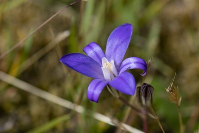 Brodiaea coronaria, photographed by David Badke