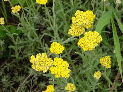 Helichrysum odoratissimum, photographed by Shaun Swanepoel