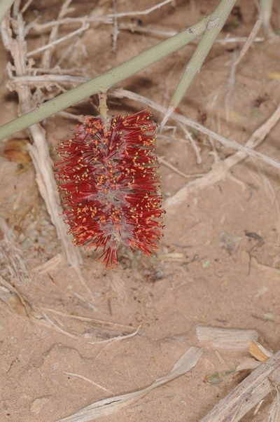 Neltuma sericantha, photographed by aacocucci