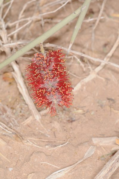 Neltuma sericantha, photographed by aacocucci
