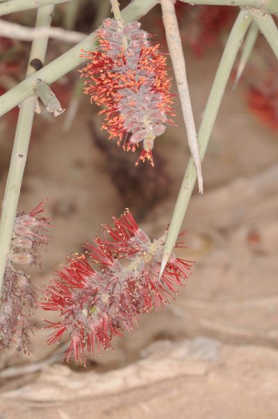 Neltuma sericantha, photographed by aacocucci