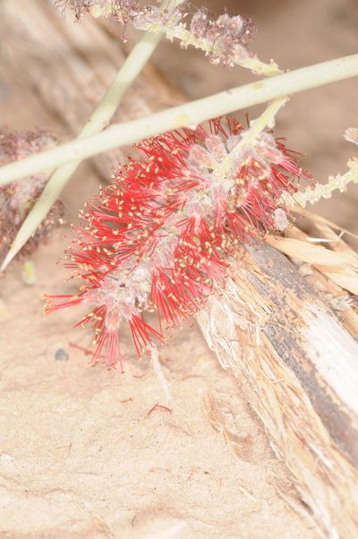 Neltuma sericantha, photographed by aacocucci