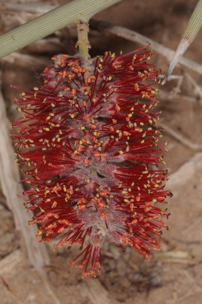 Neltuma sericantha, photographed by aacocucci