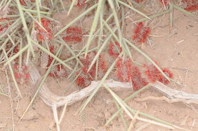 Neltuma sericantha, photographed by aacocucci