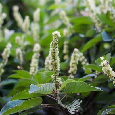 Croton floribundus, photographed by Reinaldo de Oliveira Elias