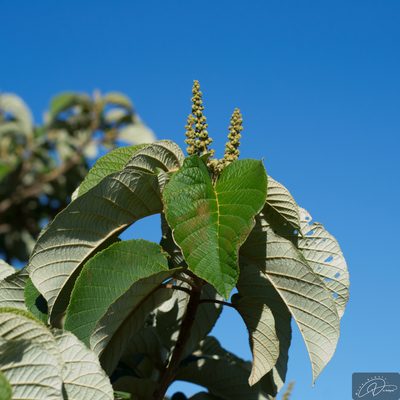Croton floribundus, photographed by Reinaldo de Oliveira Elias