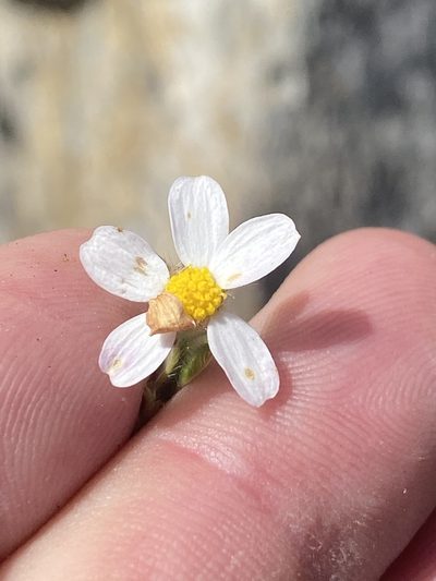 Thaminophyllum latifolium, photographed by Dave U