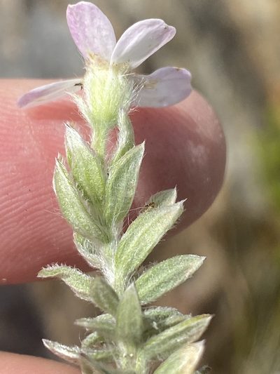 Thaminophyllum latifolium, photographed by Dave U