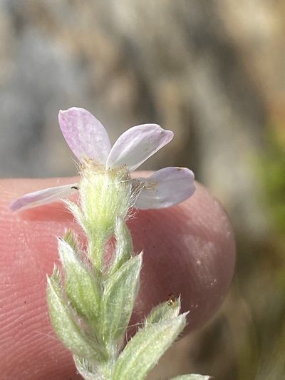 Thaminophyllum latifolium, photographed by Dave U